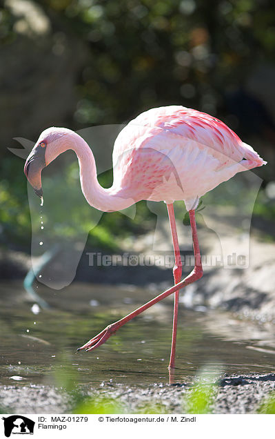 Flamingo / flamingo / MAZ-01279