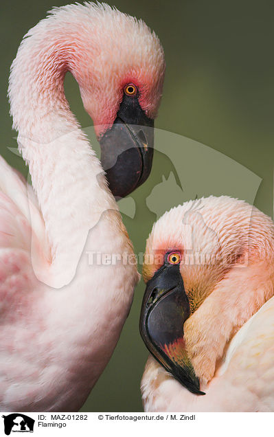 Flamingo / MAZ-01282