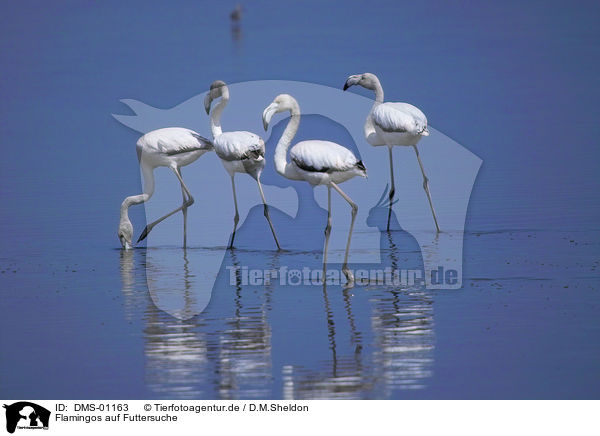 Flamingos auf Futtersuche / foraging flamingos / DMS-01163