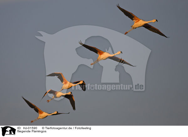 fliegende Flamingos / HJ-01590