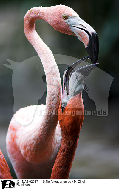 Flamingos / Flamingos / MAZ-02027
