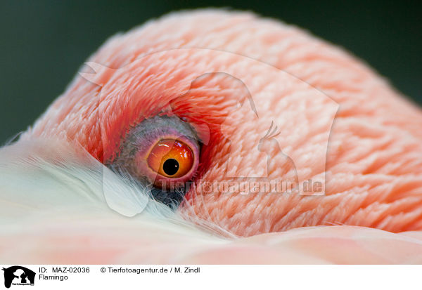 Flamingo / MAZ-02036