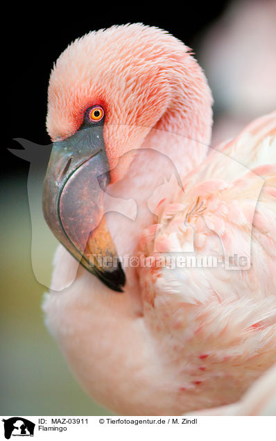 Flamingo / MAZ-03911