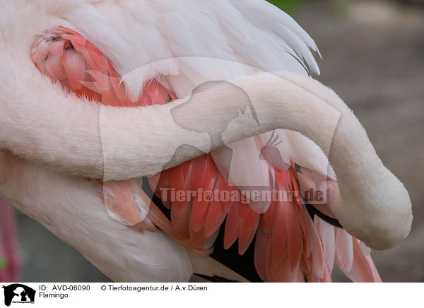 Flamingo / AVD-06090