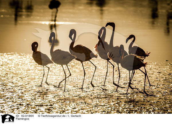 Flamingos / IG-01864