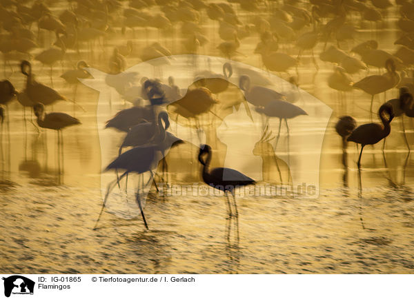 Flamingos / Flamingos / IG-01865