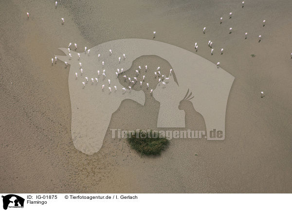 Flamingo / Flamingo / IG-01875