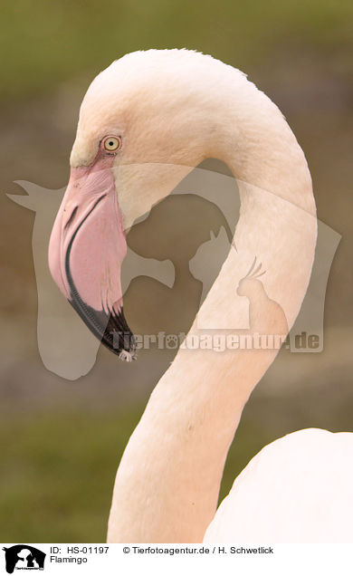 Flamingo / Flamingo / HS-01197