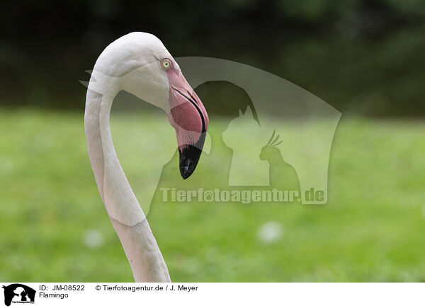 Flamingo / Flamingo / JM-08522
