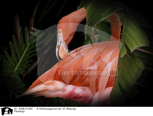 Flamingo / KAB-01284