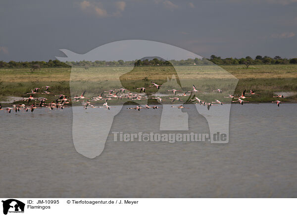 Flamingos / Flamingos / JM-10995