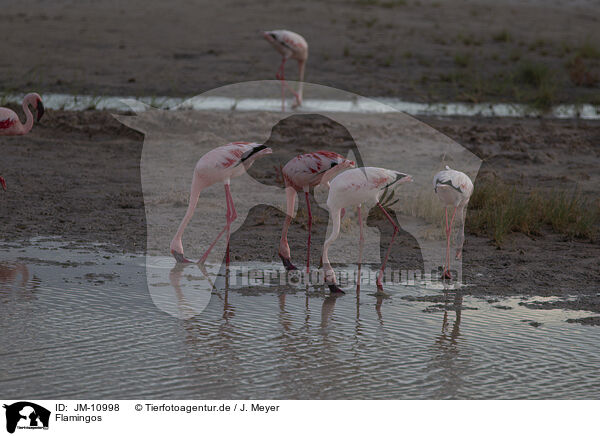Flamingos / JM-10998