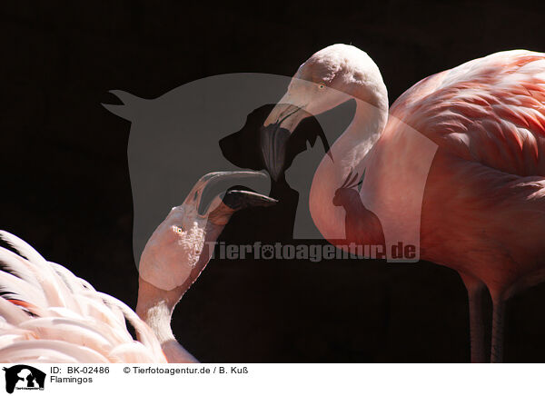 Flamingos / Flamingos / BK-02486