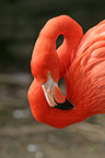 Roter Flamingo