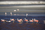 Flamingos