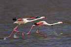 2 Flamingos