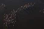 Flamingos