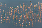 Flamingos