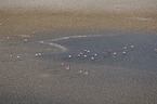 fliegende Flamingos