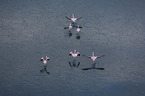 Flamingos