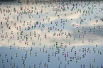 Flamingos