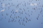 Flamingos