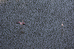 Flamingos