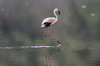 laufender Flamingo