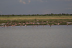 Flamingos