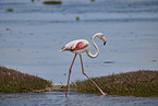 Flamingos