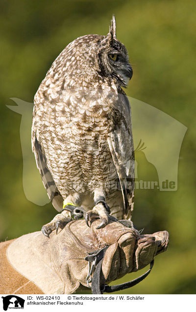 afrikanischer Fleckenuhu / spotted eagle owl / WS-02410
