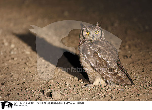 Fleckenuhu / spotted eagle owl / FLPA-02019
