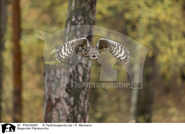 fliegender Fleckenuhu / flying African spotted-eagle owl / PW-05880