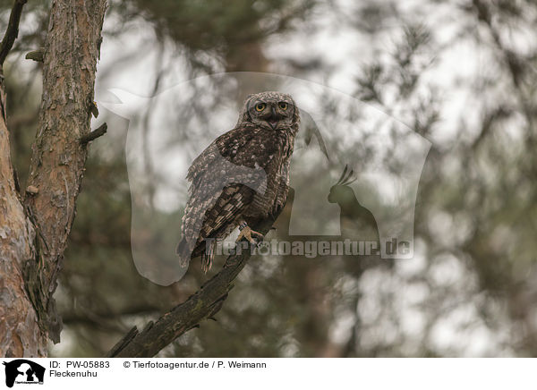 Fleckenuhu / African spotted-eagle owl / PW-05883