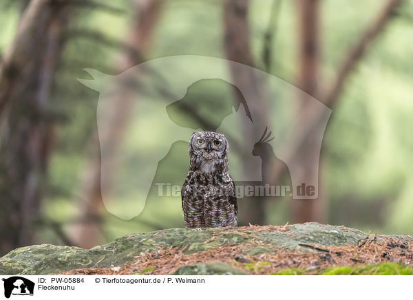 Fleckenuhu / African spotted-eagle owl / PW-05884
