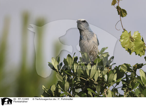 Floridahher / Florida scrub jay / FF-13385
