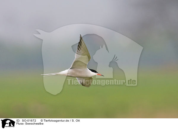 Fluss- Seeschwalbe / sea swallow / SO-01672