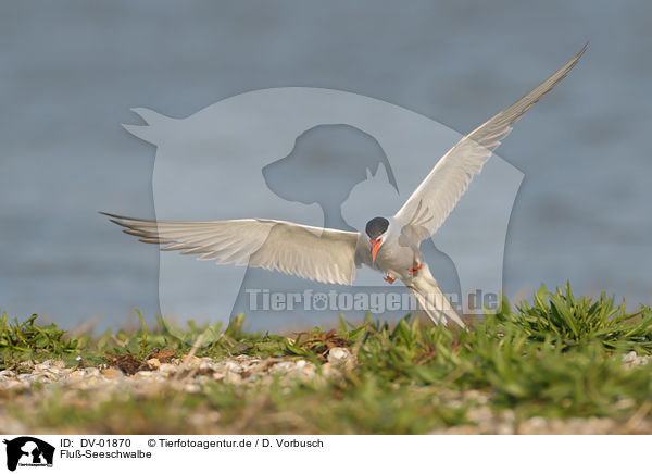 Flu-Seeschwalbe / common tern / DV-01870