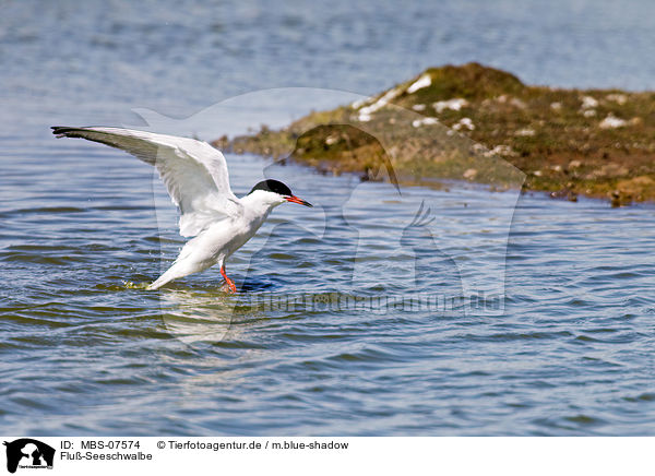 Flu-Seeschwalbe / common tern / MBS-07574