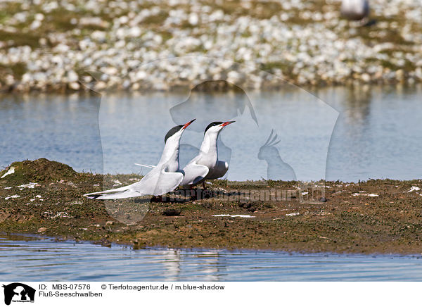 Flu-Seeschwalben / common terns / MBS-07576