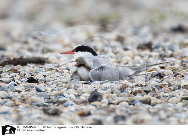 Flu-Seeschwalben / common terns / WS-05095