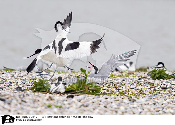 Flu-Seeschwalben / common terns / MBS-09512