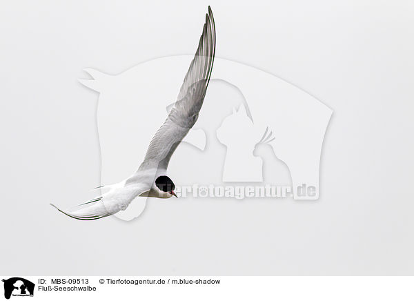 Flu-Seeschwalbe / common tern / MBS-09513