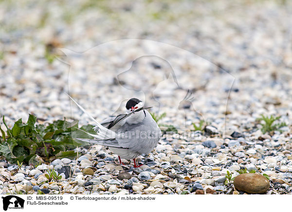 Flu�-Seeschwalbe / common tern / MBS-09519