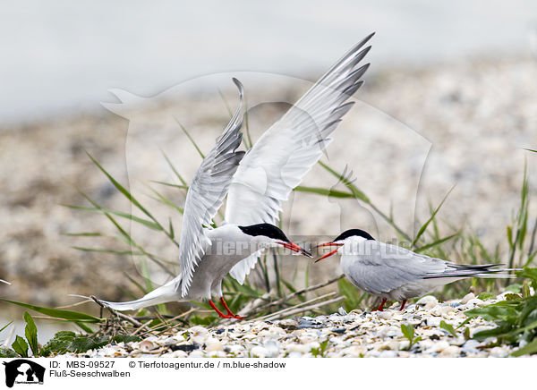 Flu-Seeschwalben / common terns / MBS-09527