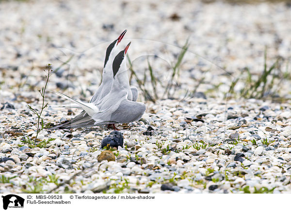 Flu-Seeschwalben / common terns / MBS-09528