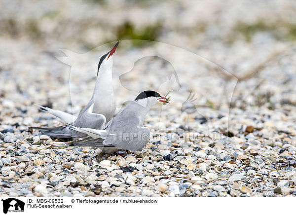 Flu-Seeschwalben / common terns / MBS-09532