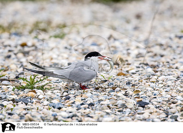 Flu-Seeschwalbe / common tern / MBS-09534