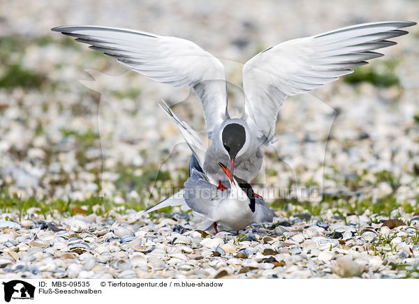 Flu-Seeschwalben / common terns / MBS-09535