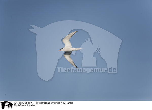 Flu-Seeschwalbe / common tern / THA-05567